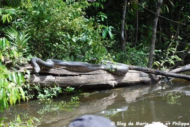 Rencontres kourou