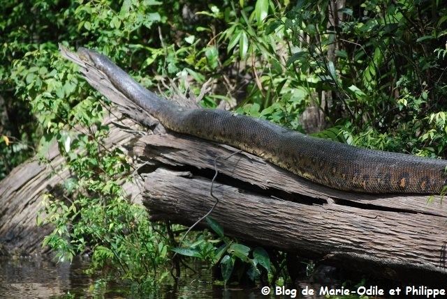 site de rencontre guyane française
