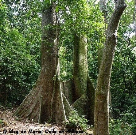 arbre le fromager