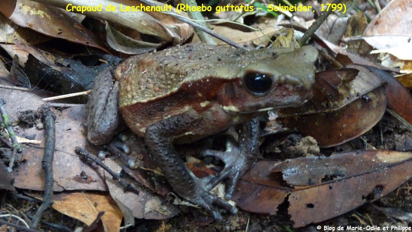 Site de rencontre guyane francaise