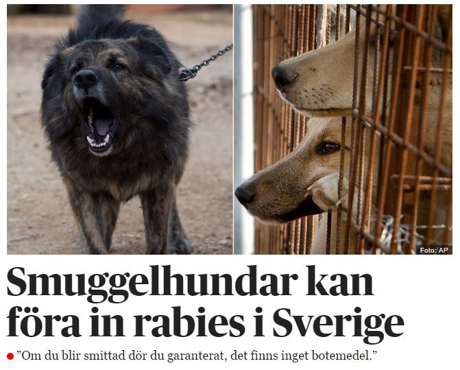 Les chiens de contrebande peuvent introduire la rage en Suède. Une fois déclarée, la maladie est mortelle.