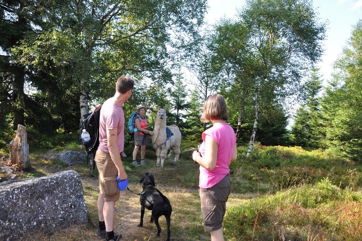 rencontre propriétaire chien