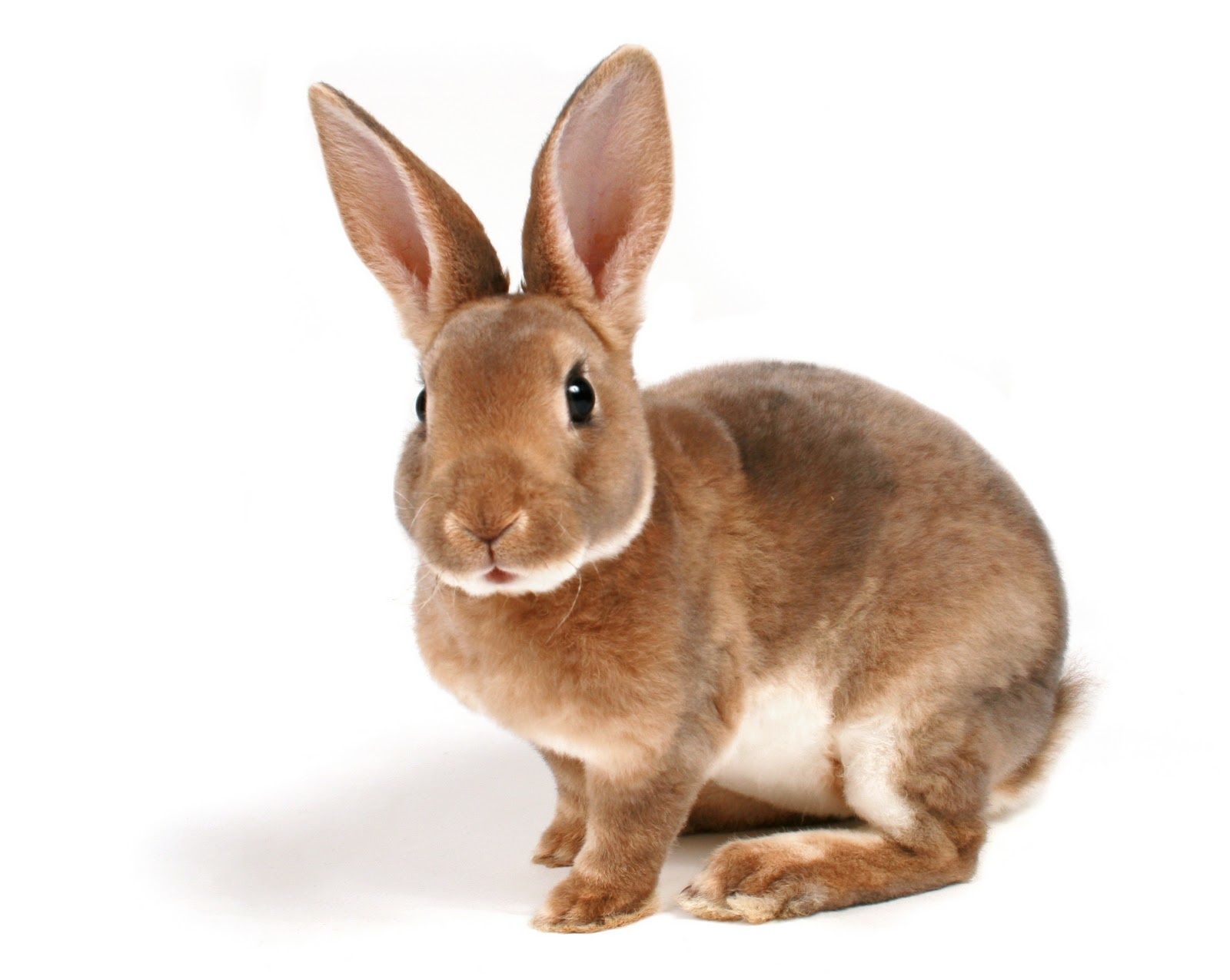 L'alimentation du lapin nain: News - vetocourtiade