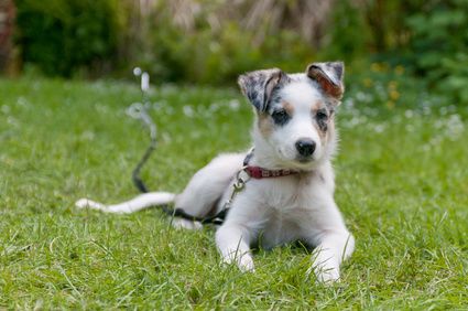 comment apprendre à son chien à venir au pied