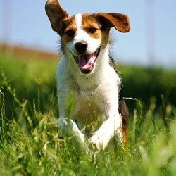 comment apprendre à son chien à venir au pied