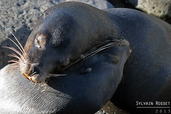 Deux otaries enlacées