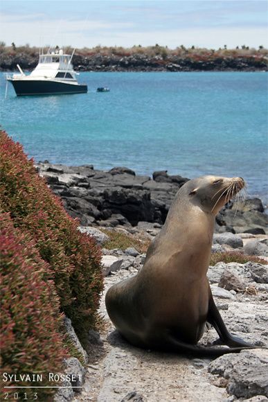 Otarie sur une plage