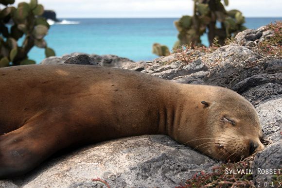 La sieste