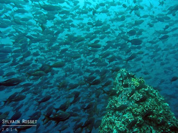 Banc de nombreux poissons