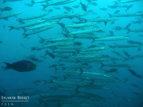 Barracudas