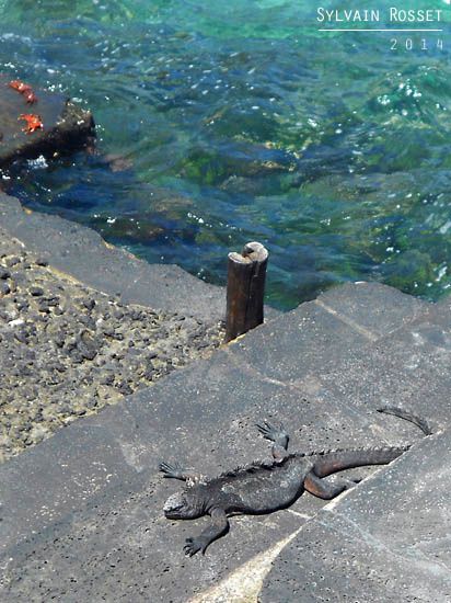 Iguane marin