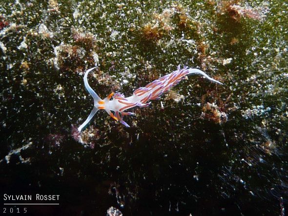 Nudibranche Cratena peregrina