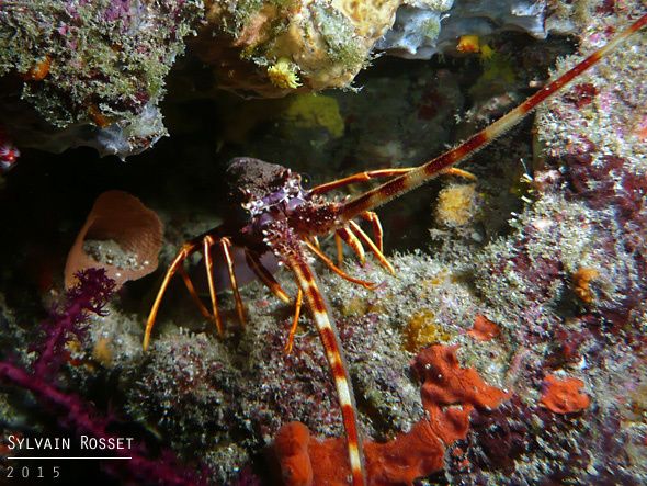 Langouste rouge (ou langouste commune)