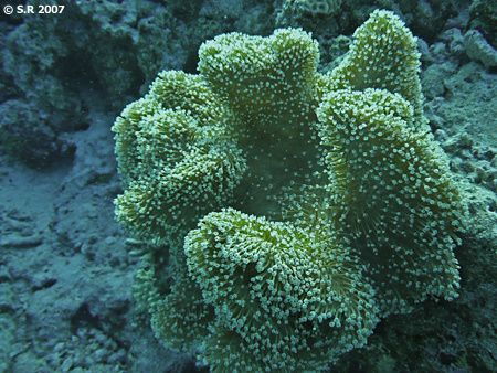 Corail mou