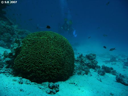 Corail cerveau
