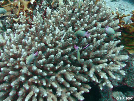 Corail madrépore