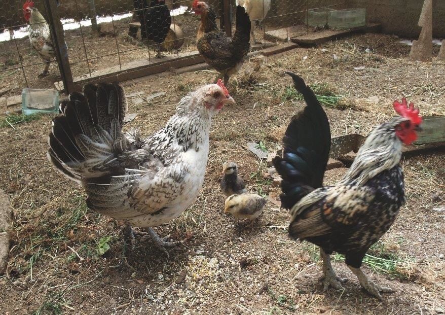 POULE OU COQ ?.... - Le blog de helenedurio.over-blog.com POULE OU COQ ?.... - Le blog de helenedurio.over-blog.com