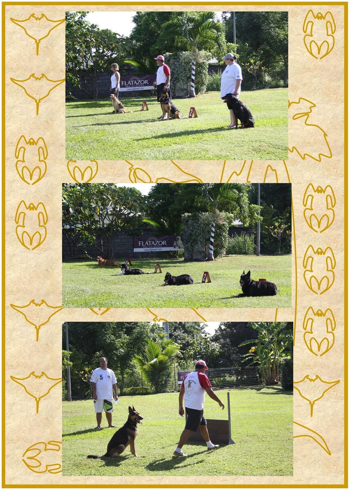 Club rencontre pour chien