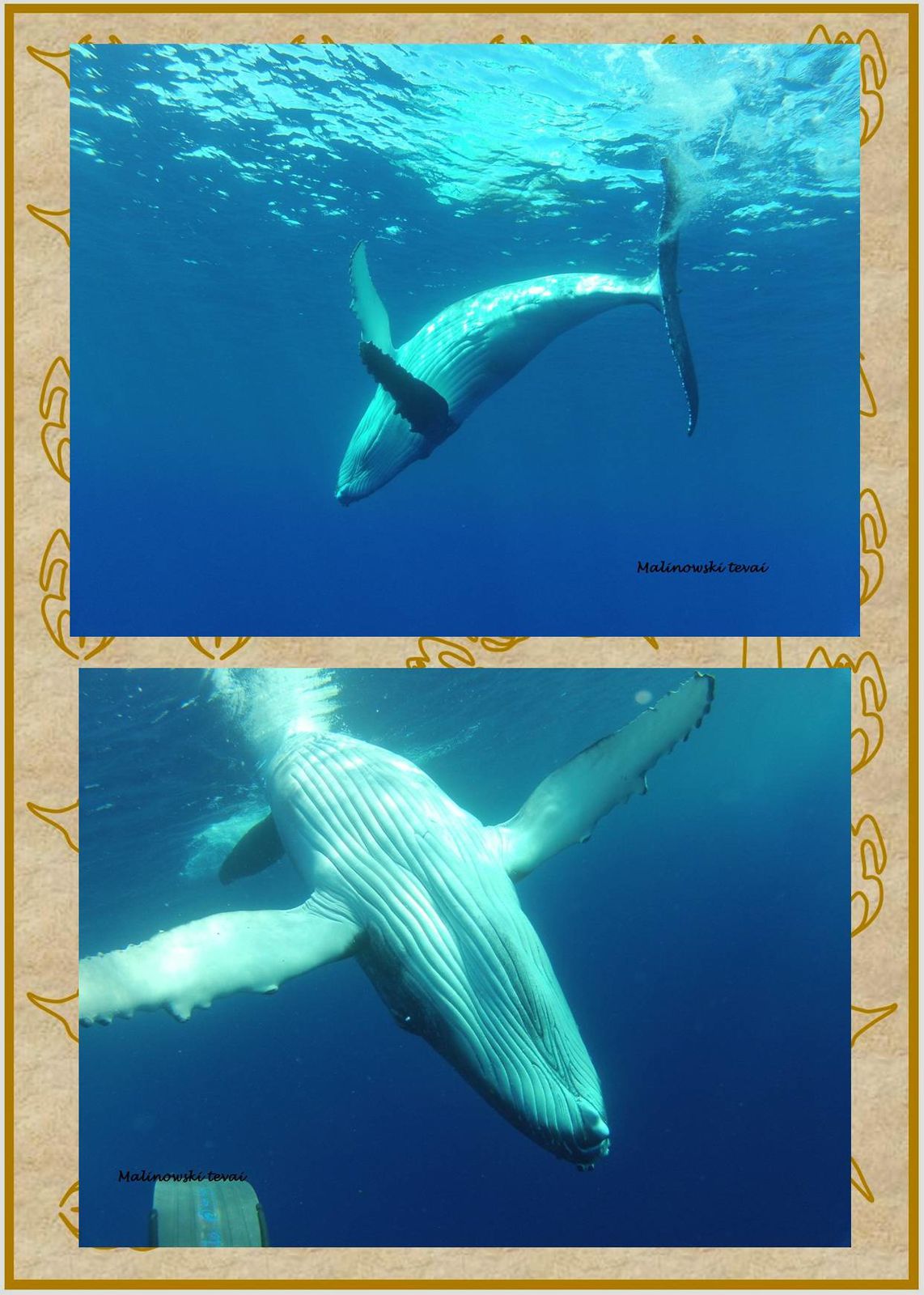 A la rencontre des Baleines de Rurutu