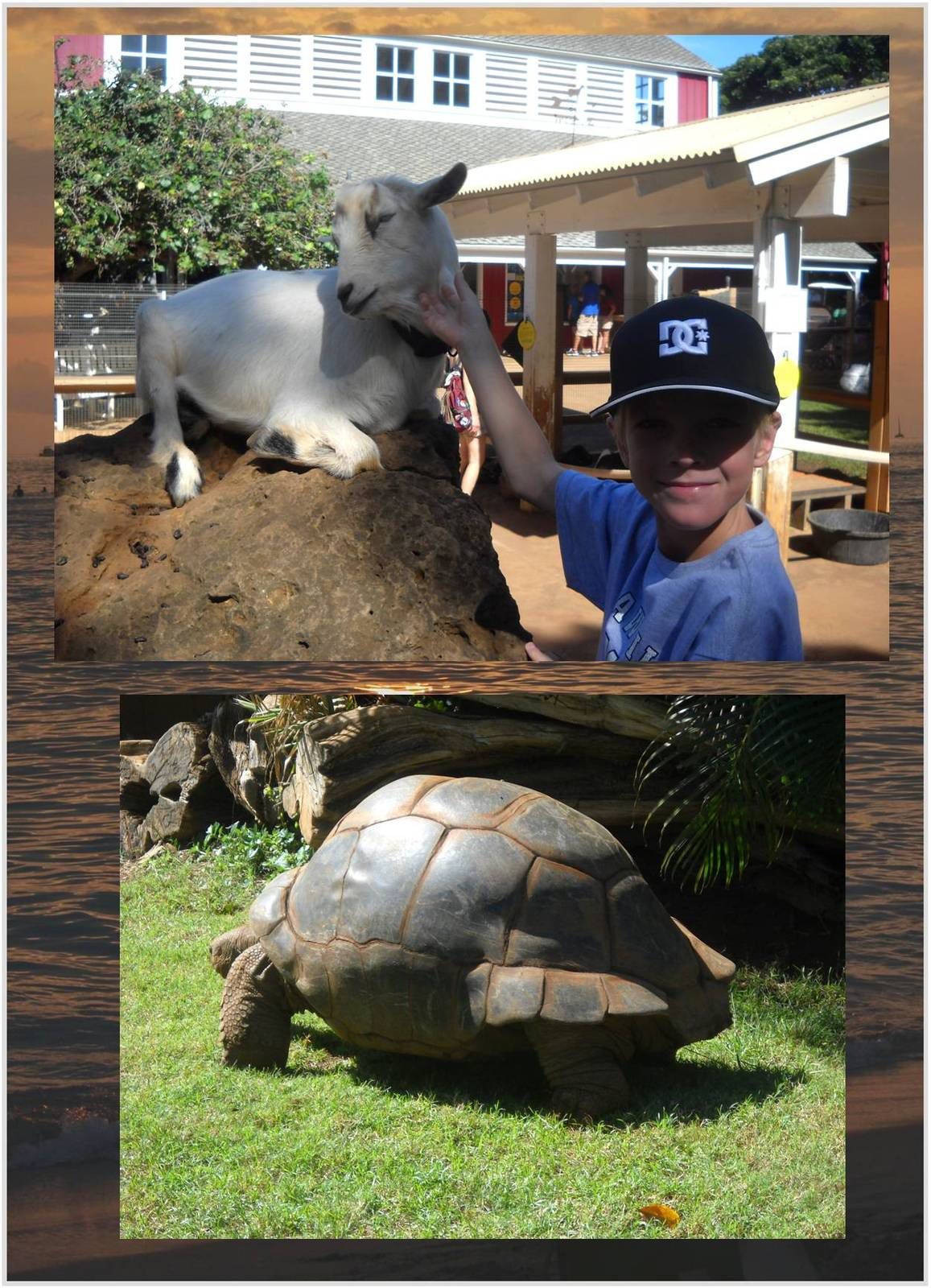 Le zoo de Waikiki