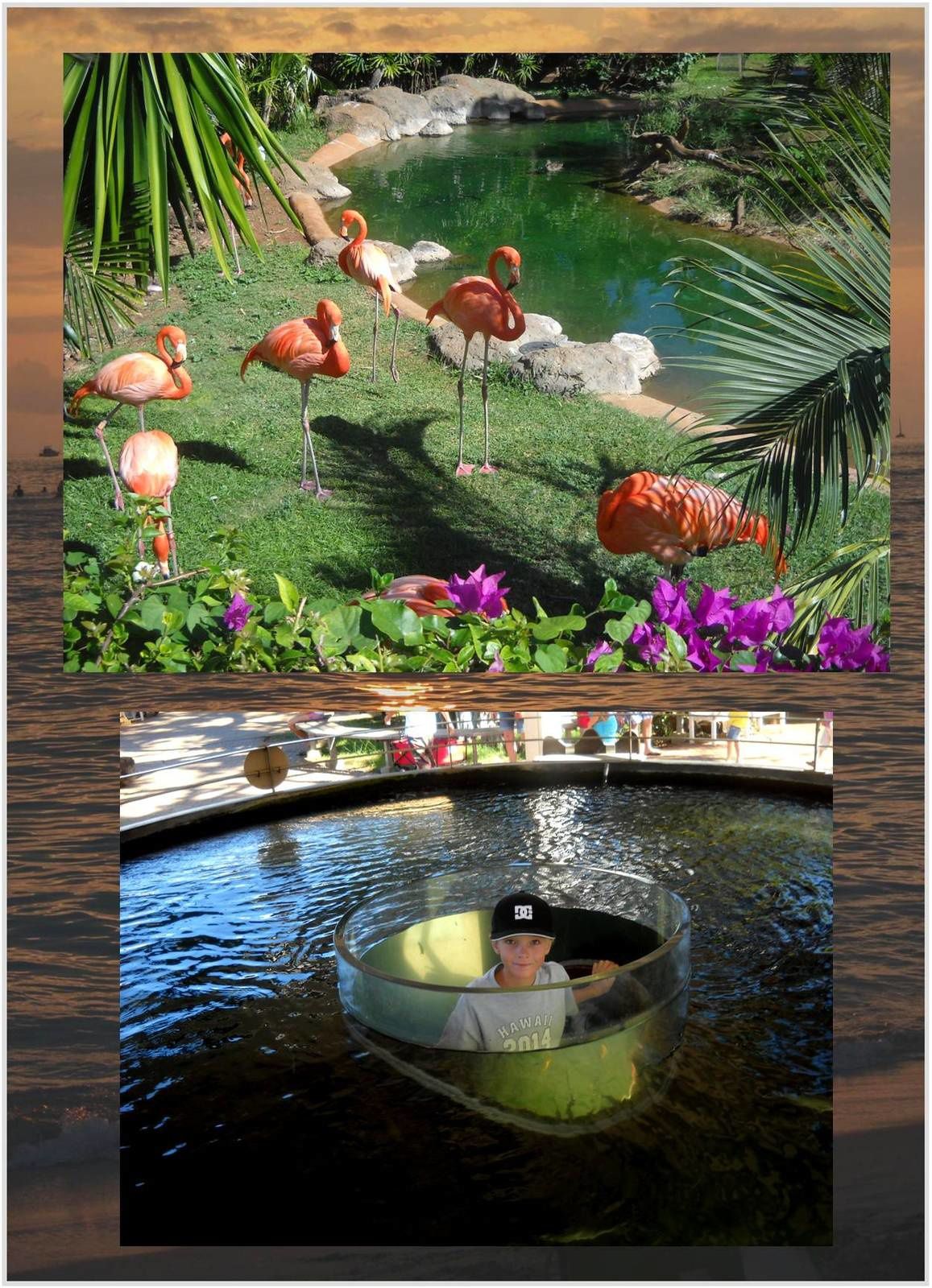 Le zoo de Waikiki
