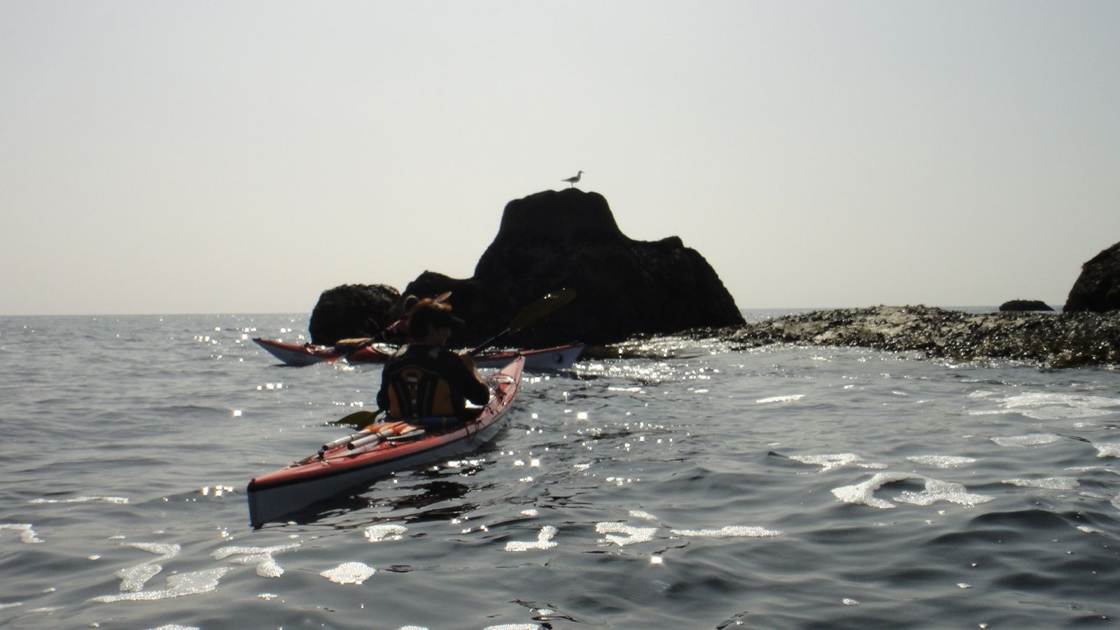A la rencontre des phoques gris, aux Etocs, mars 2012