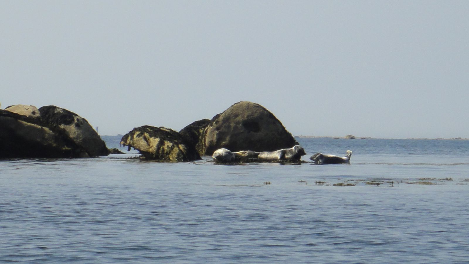 A la rencontre des phoques gris, aux Etocs, mars 2012