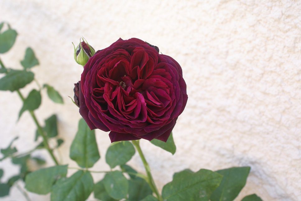 Mes roses pourpres - Le blog de Rosacorleone