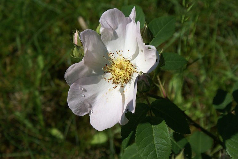 Rosa macranta waitziana, Premières fleurs