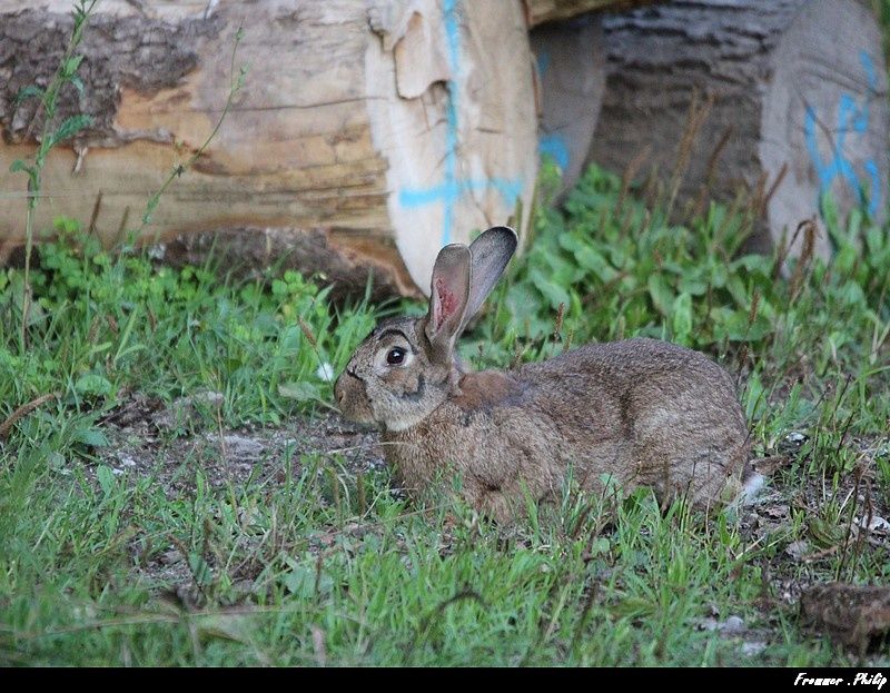rencontre sauvage