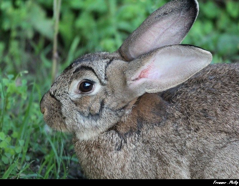 rencontre avec animaux sauvages