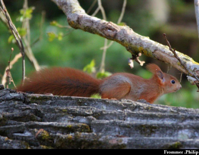 Ecureuil roux qui joue à cache-cache