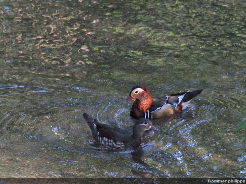 Canard mandarin