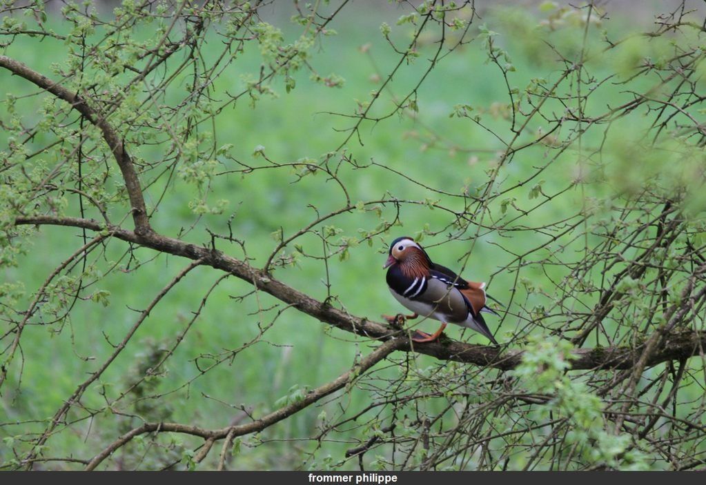 Le canard mandarin