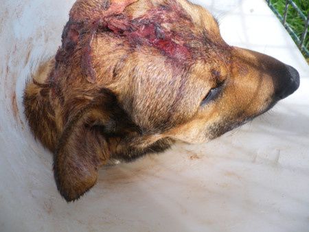 FARCO - malinois 9 ans - (7 ans de refuge) et sa trste histoire (procès de son ex maitre et jugament reporté en janvier 2015) Refuge de Ponthieu Marquenterre (80) Ob_591c74_10a0-c-farco-p0100