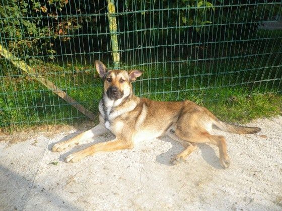 FARCO - malinois 9 ans - (7 ans de refuge) et sa trste histoire (procès de son ex maitre et jugament reporté en janvier 2015) Refuge de Ponthieu Marquenterre (80) Ob_9e28d8_0a0-c-farco-ne-le-24-04-10-p7155-0