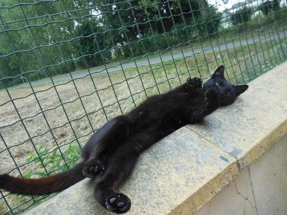 faire se rencontrer 2 chats