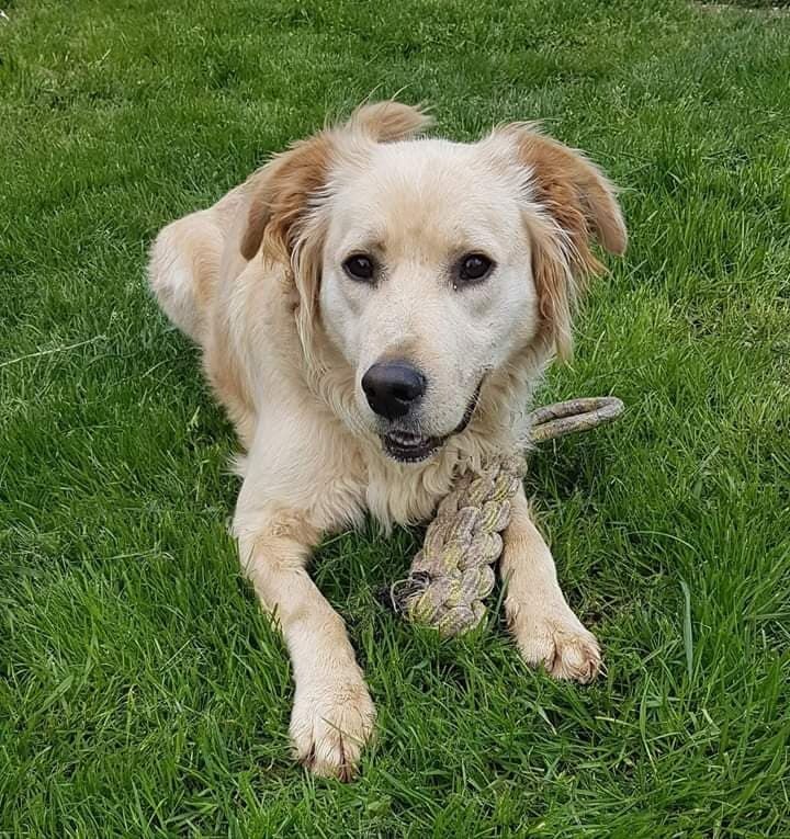 NILS - labrador 2 ans - Spa de Ponthieu Mazrquenterre (80) Ob_795301_nils