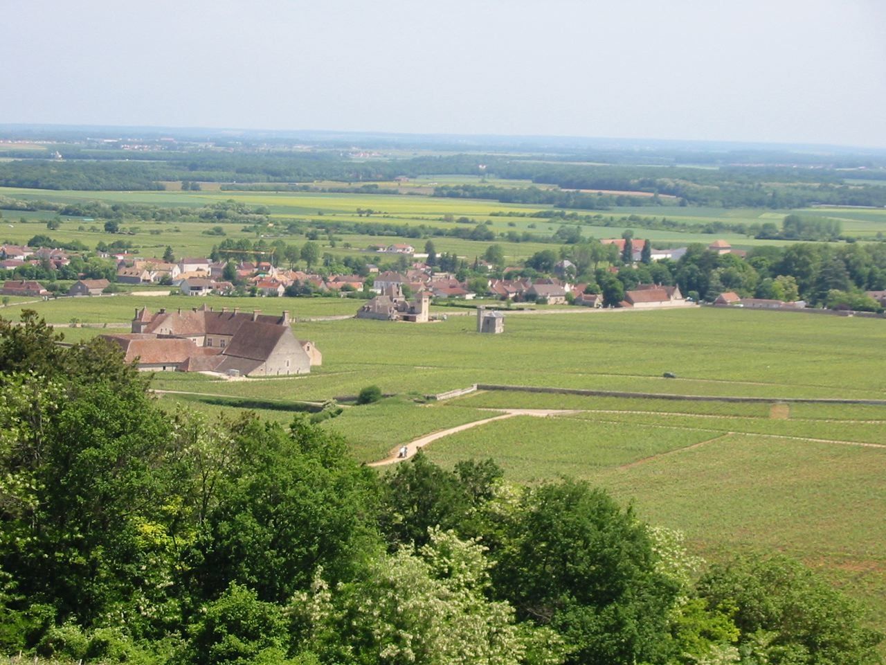 Verticale de Clos Vougeot du chateau Génot Boulanger