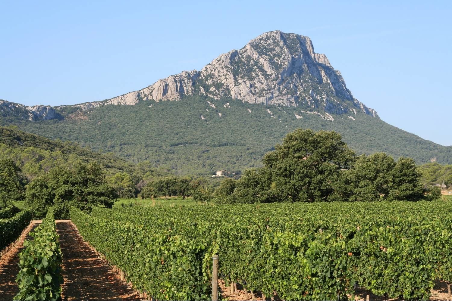 Le pic Saint Loup, autopsie d'une appellation
