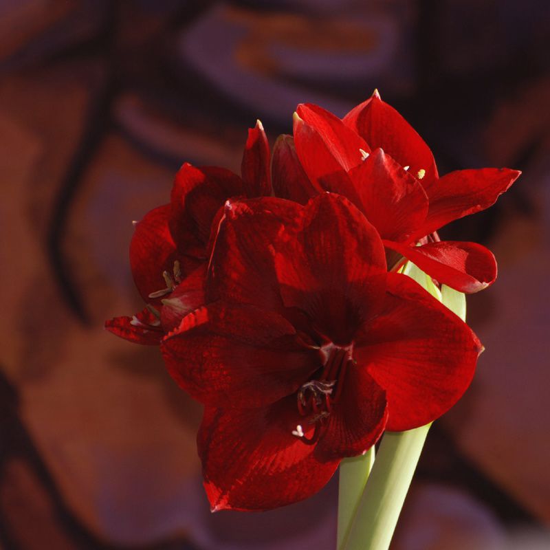 l'amaryllis de "fleur du soir" a pris de l'âge mais les fleurs n'en sont que plus belles