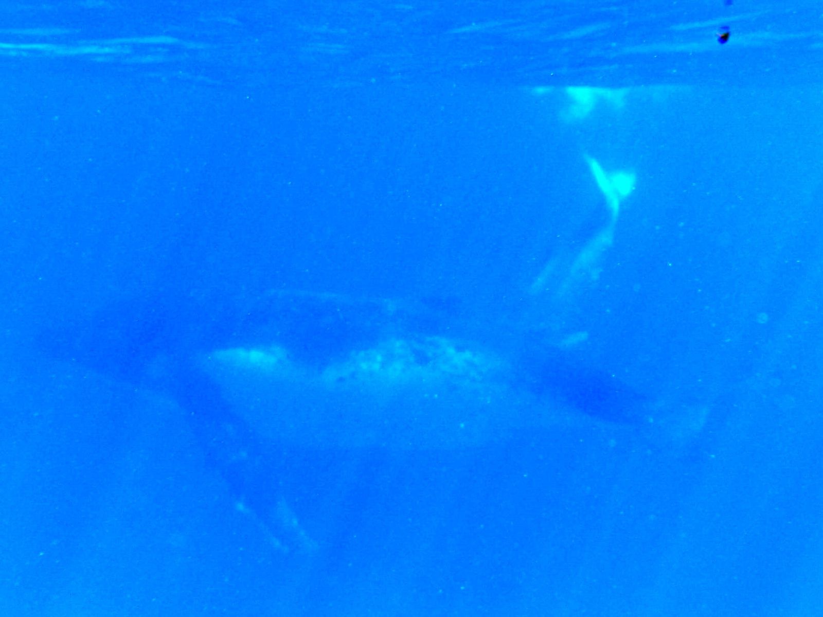 baleines à bosse 2013 3