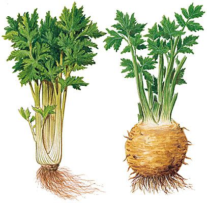 Que Faire De Votre Celeri Et De Ses Fanes L Amap Du Marais