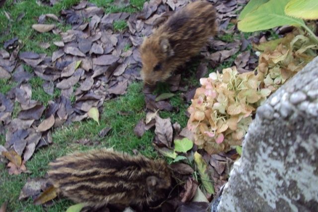 Des petits visiteurs !