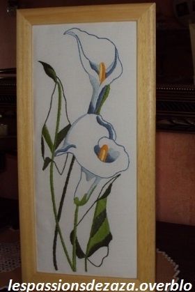 Majestueux Arum