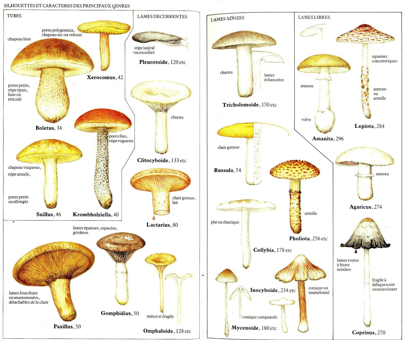 Un aperçu des champignons les plus importants