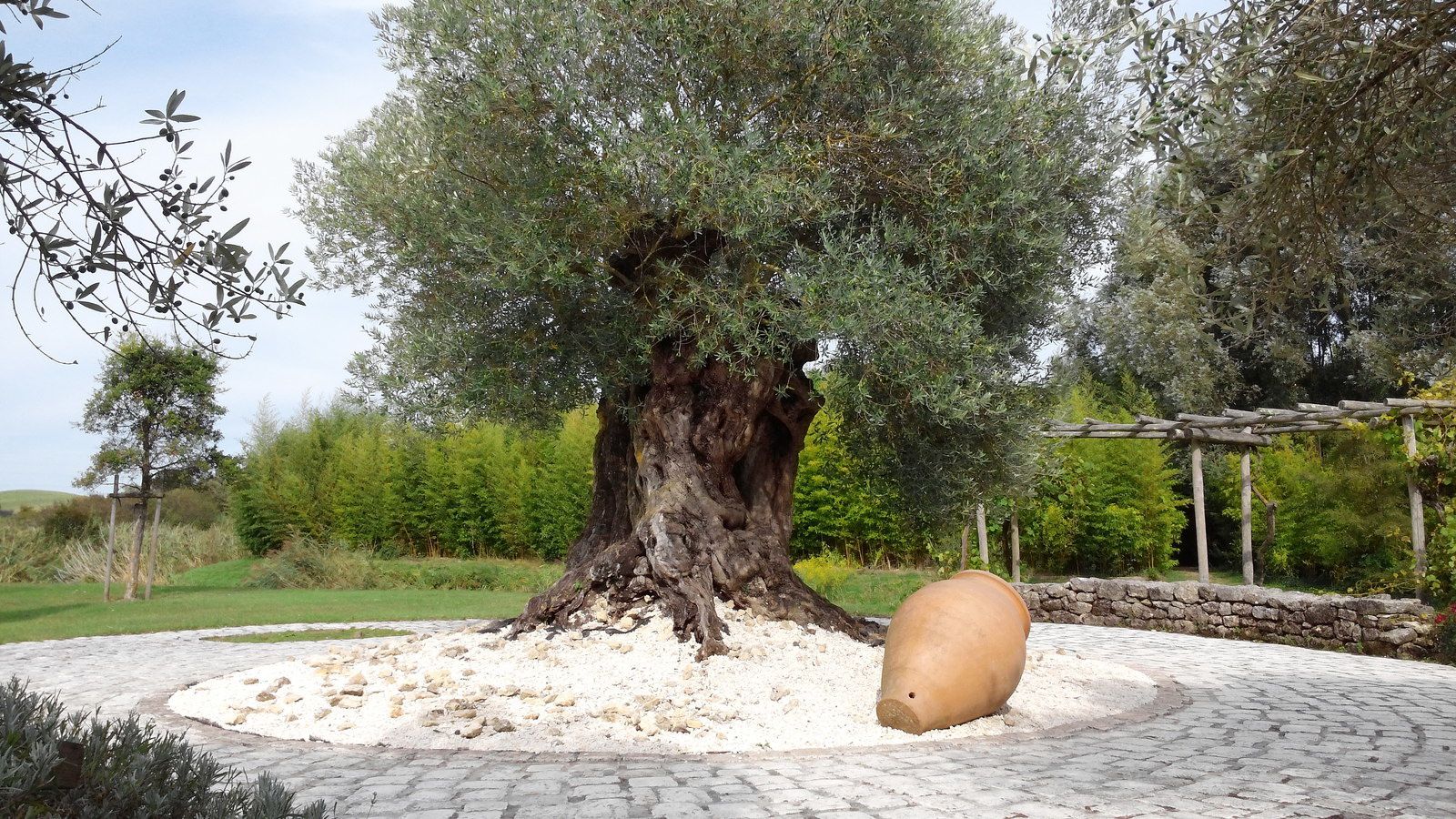 Cet olivier est estimé à plus de 1800 ans d'âge.