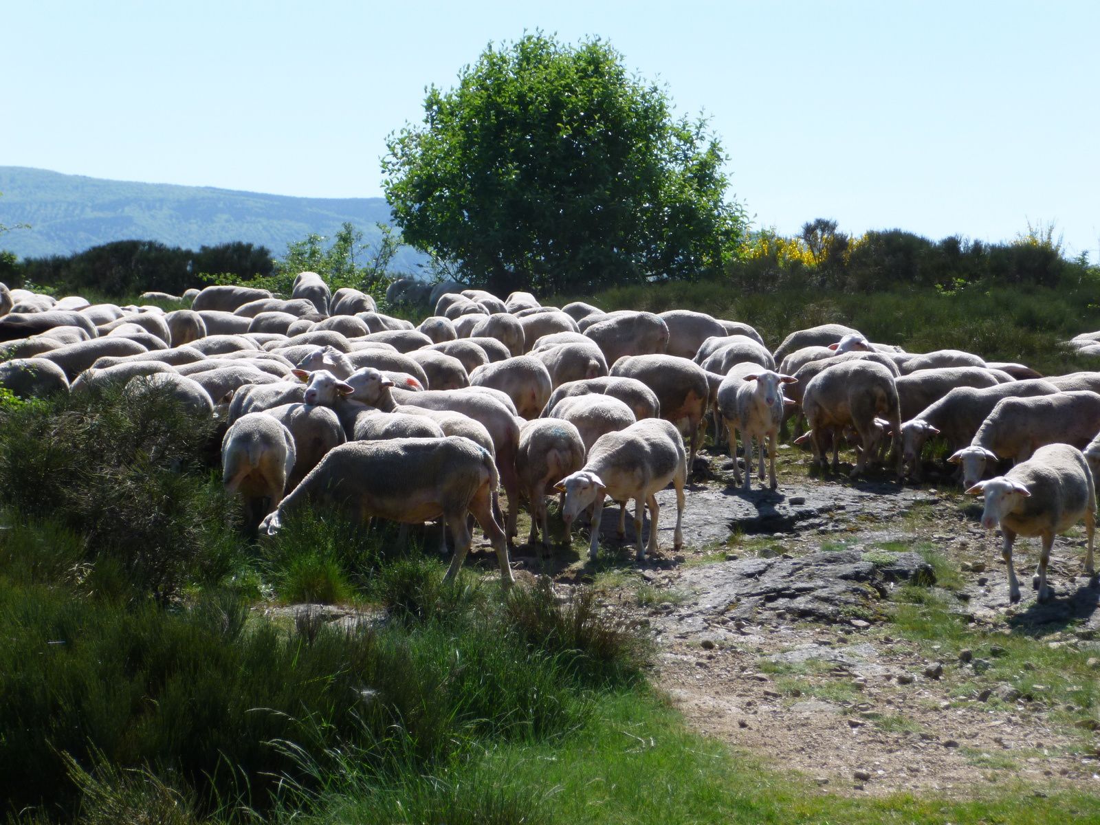une manif de moutonsssss sur le GR 700