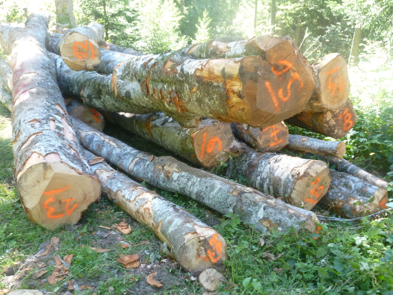 Vente sur place de bois de chauffage par l'ONF - Lercoul Ecologie Ruralité,  cool...