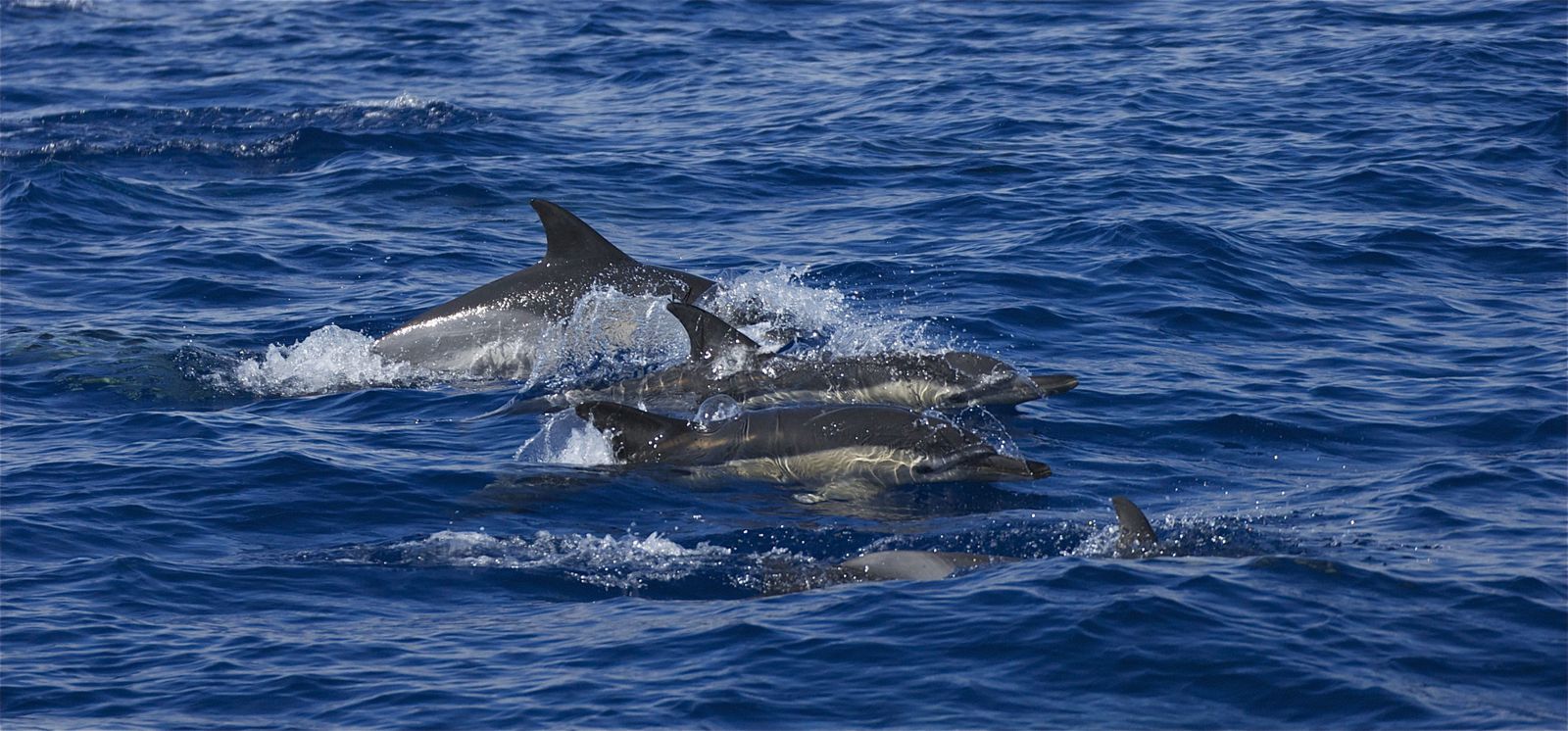 avis rencontre dauphins marineland